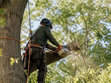 A tree worker using a chainsaw in a tree.