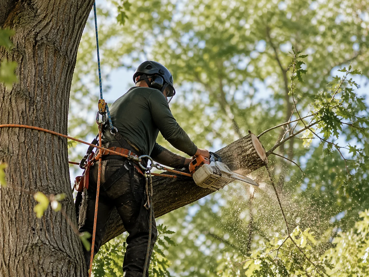 A tree worker using a chainsaw in a tree.