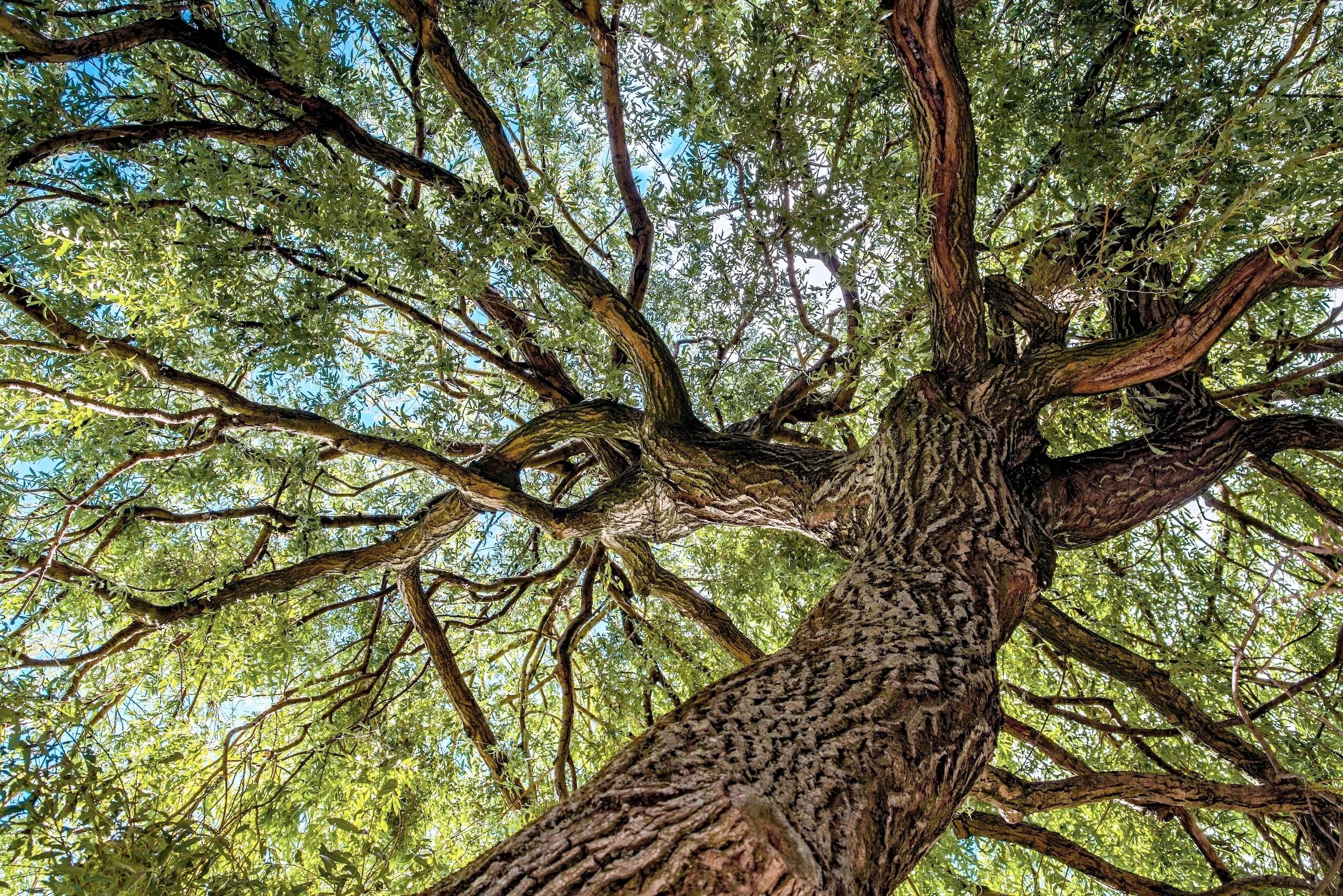 Majestic tree viewed from below showcasing its expansive branches.
